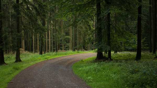 Bosque con sendero y luz suave entre árboles